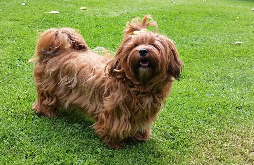 Unsere Hunde
