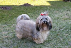 Romy