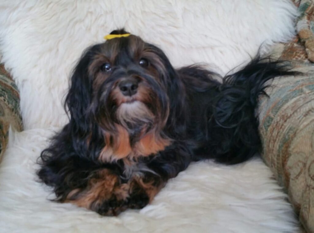 Unsere Hunde