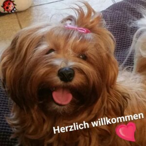 Havaneser-Hündin mit rosa Schleife: Herzlich willkommen