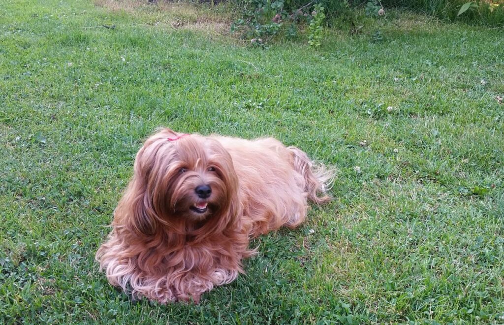 Unsere Hunde