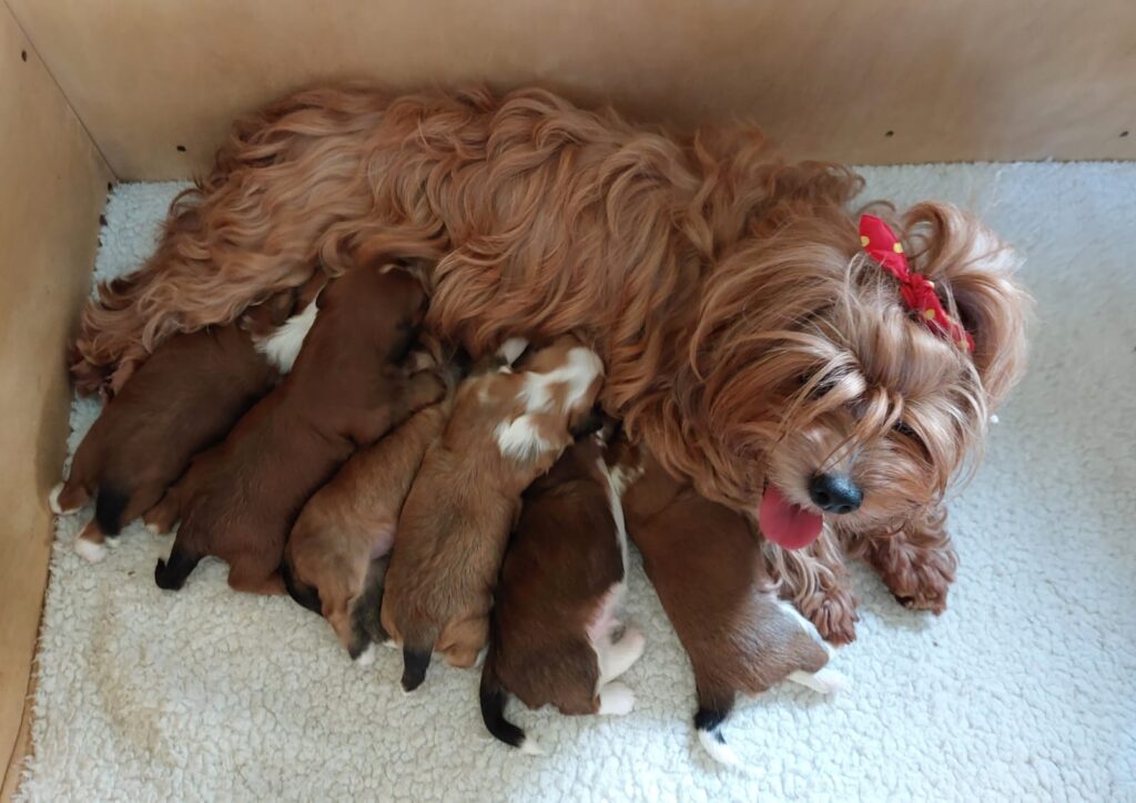 Unsere Hunde