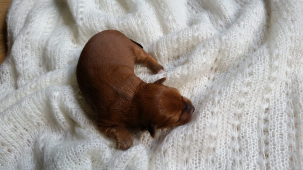 Unsere Hunde