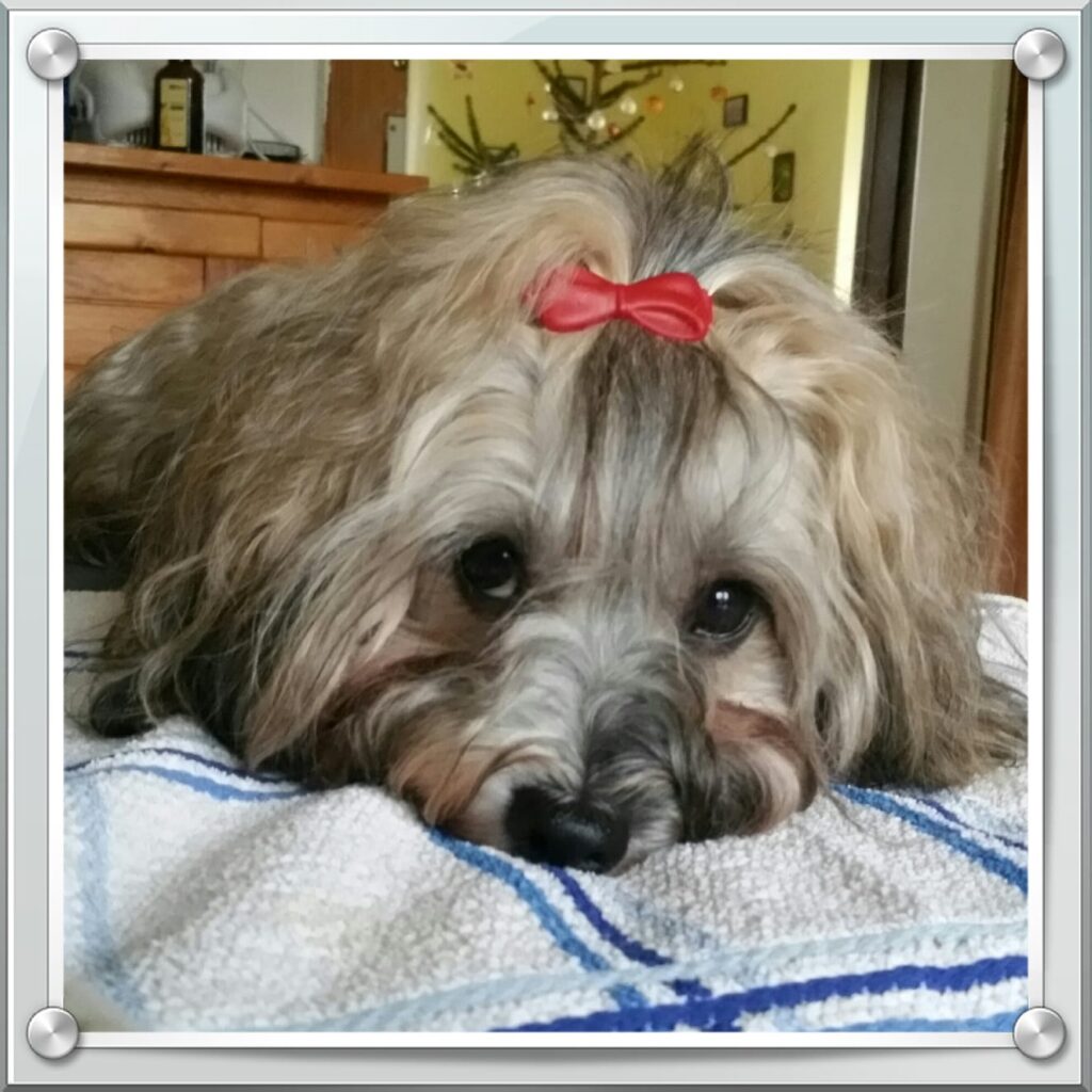 Unsere Hunde
