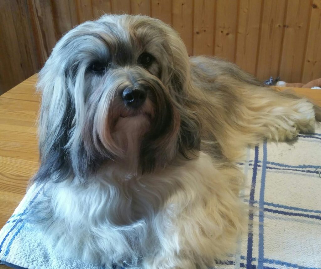 Unsere Hunde