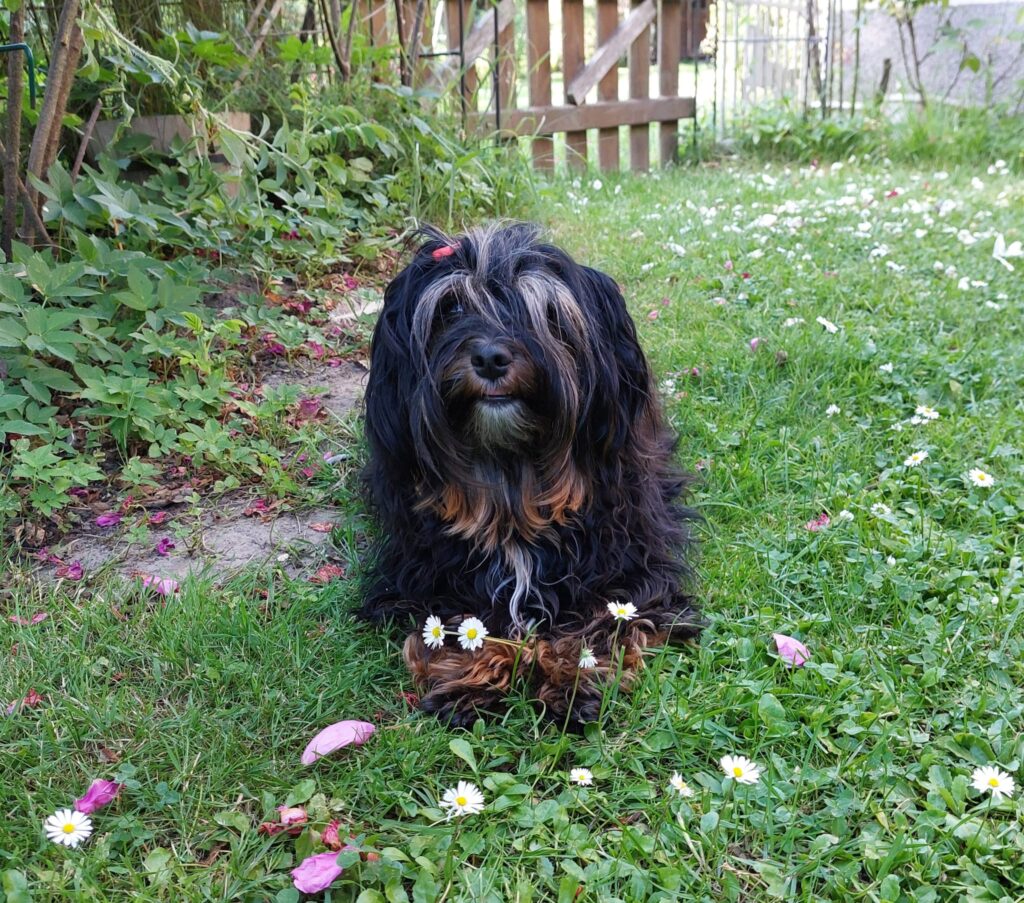 Unsere Hunde