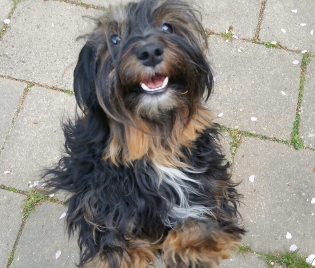 Unsere Hunde