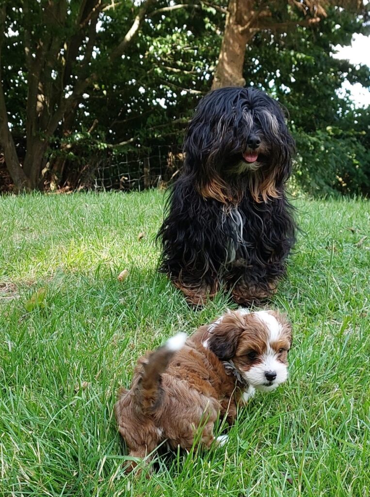 Unsere Hunde