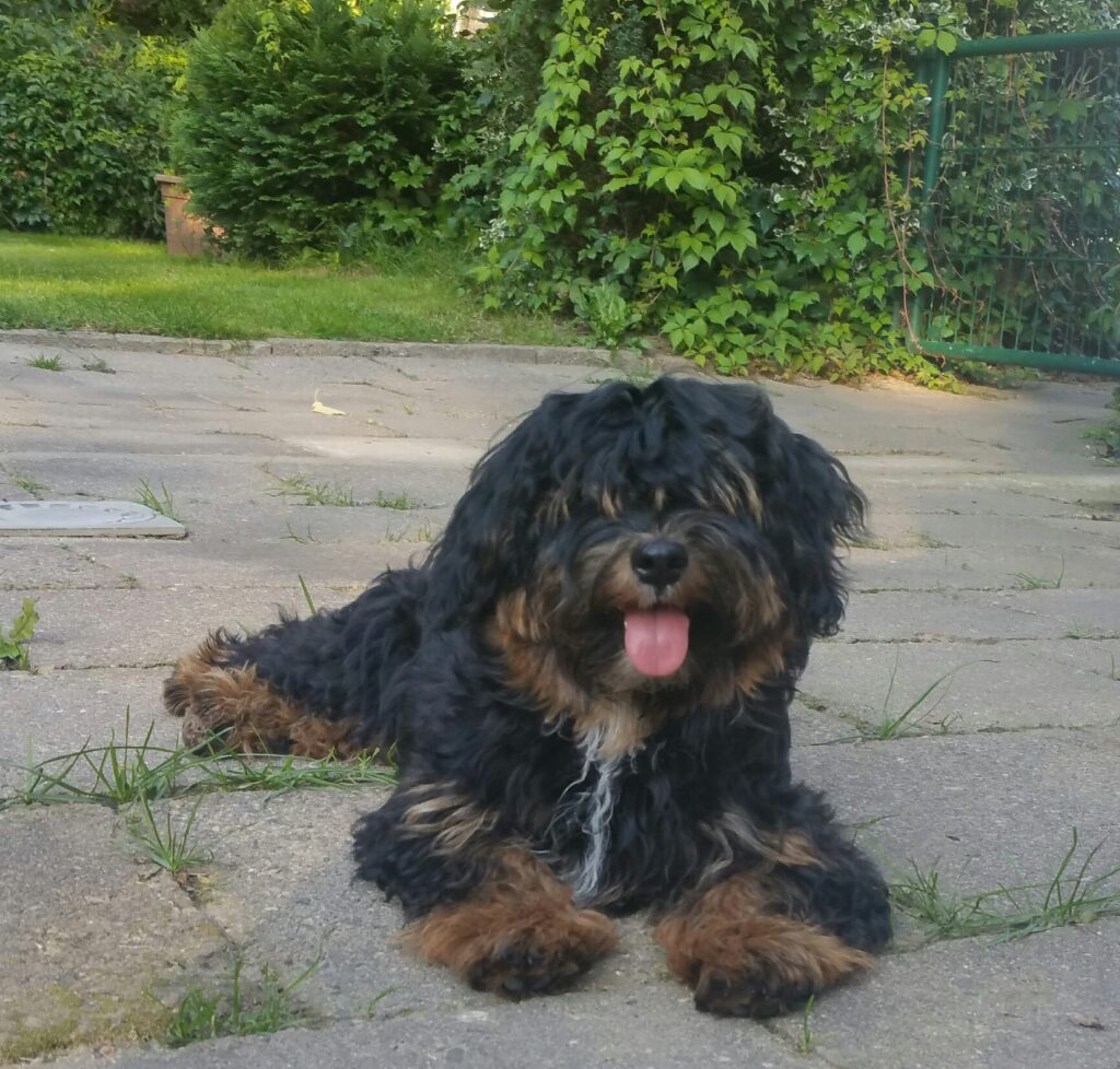 Unsere Hunde