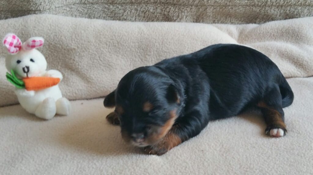Unsere Hunde