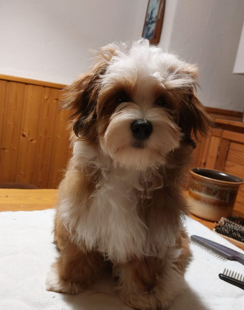 Unsere Hunde