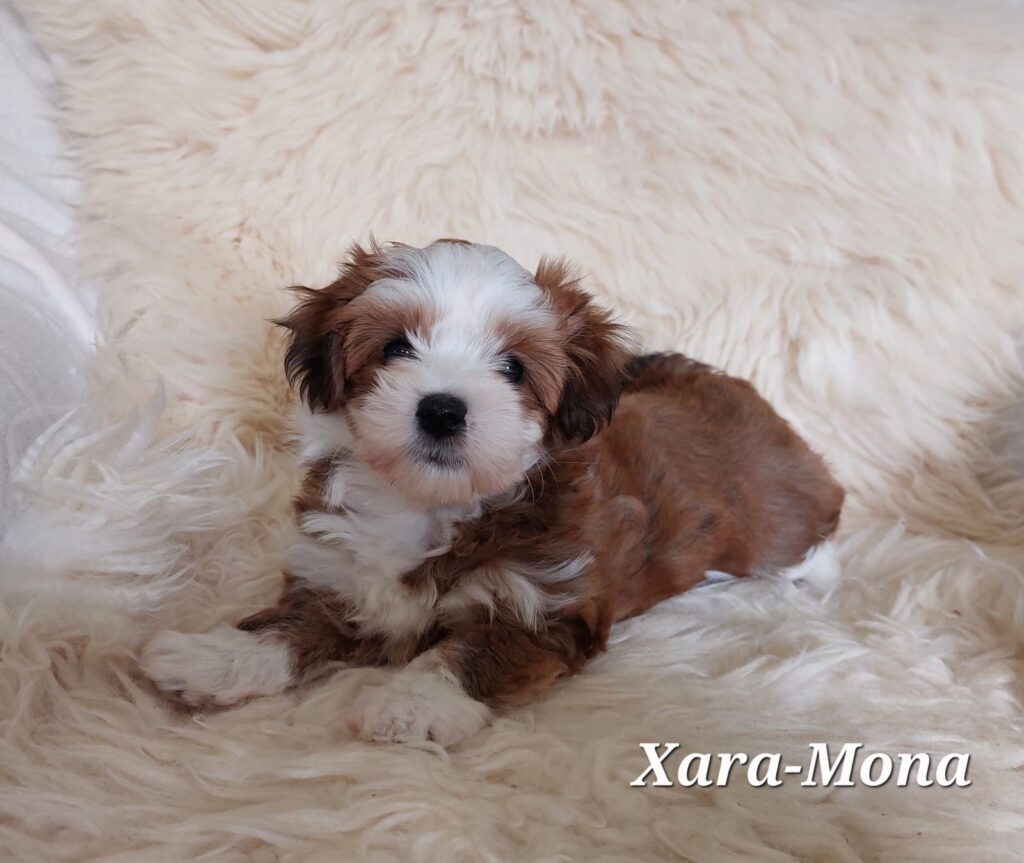 Unsere Hunde