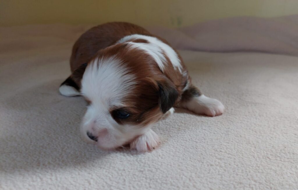 Unsere Hunde