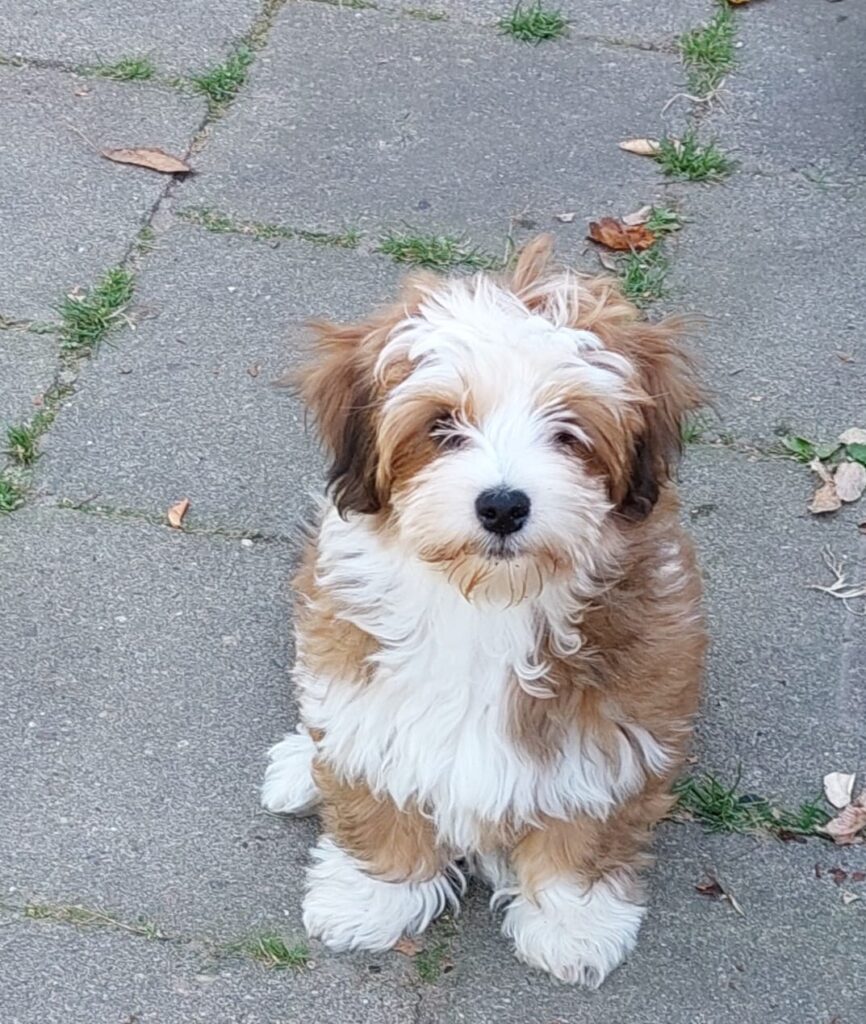 Unsere Hunde