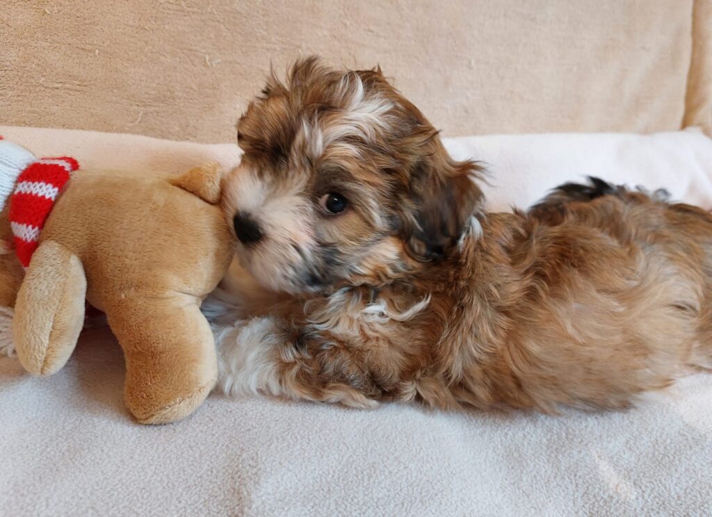 Y-Wurf