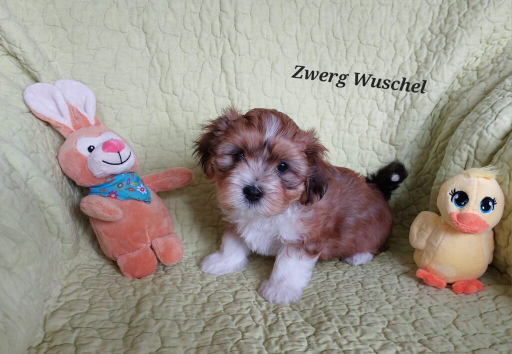 Z-Wurf