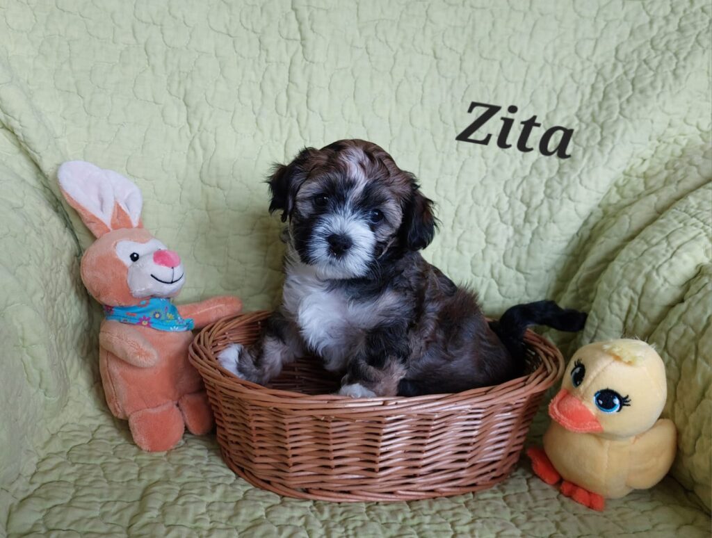 Z-Wurf