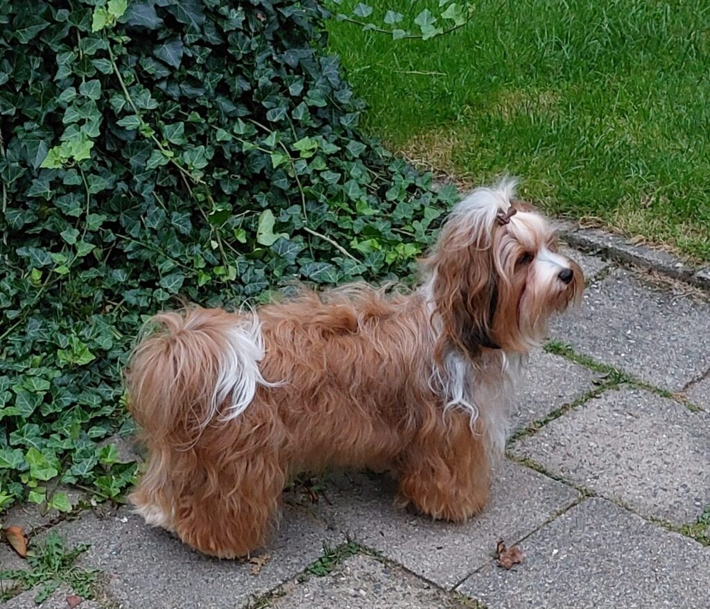 Unsere Hunde