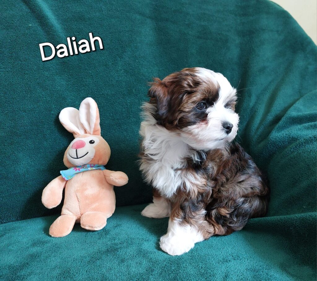 daliah