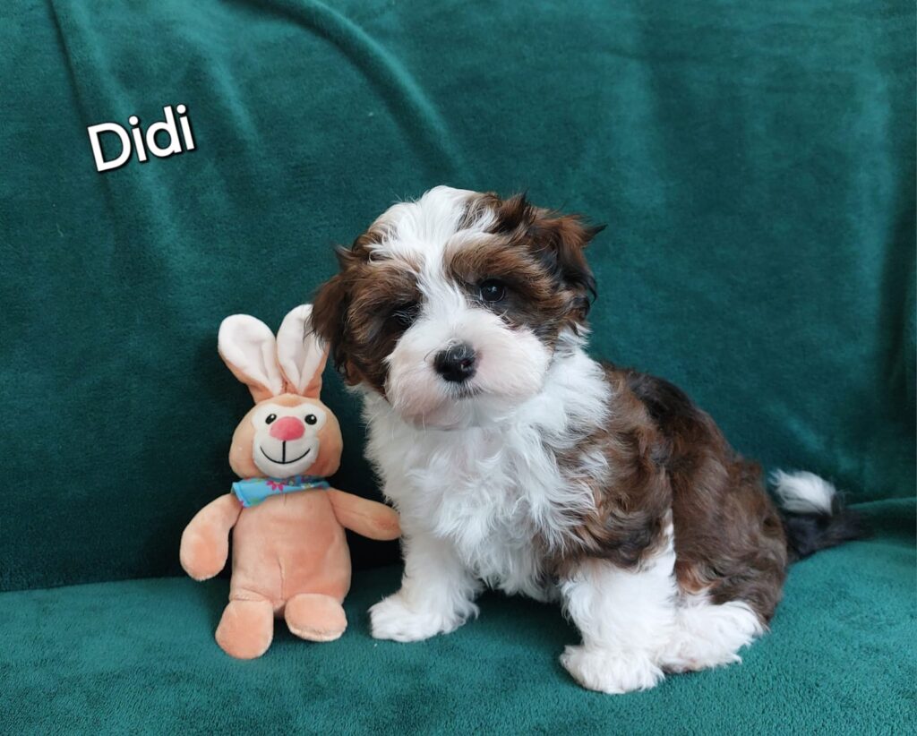 didi